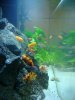 fish tank 046.jpg