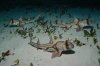 Port-Jackson-shark-027.jpg