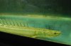fish pic 047.jpg