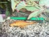 Little Pleco 003.jpg