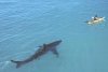 shark_kayak.jpg