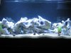 The Aquarium 035.jpg