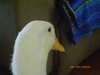 sunny update 028.JPG