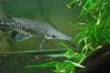 fishroom 018.jpg