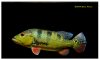 aug26bass1big.jpg