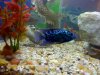 Electric Blue Jack Dempsey.jpg