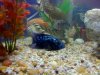 Electric Blue Jack Dempsey 1.jpg