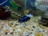Electric Blue Jack Dempsey 2.jpg