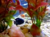 Electric Blue Jack Dempsey 3.jpg