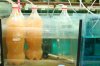 Brine shrimp hatchery.JPG Brine shrimp hatchery.JPG