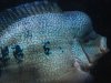 fishguy7.jpg