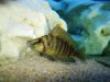 The Aquarium 021.jpg