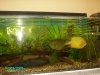 Mixed vietnam fish and familyPicture 007.jpg