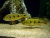 DSC08186.JPG