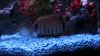 cichlid 074.jpg
