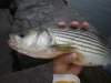 fishing 007.jpg