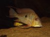Geophagus Abalios 01.JPG