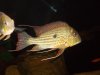Geophagus Abalios 08.JPG