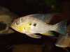 Acarichthys Heckelii 01.JPG