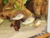 Threadfin 01.JPG