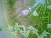 TADPOLE WHITE.JPG