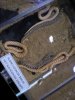 reptile show and more 452.jpg
