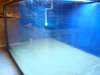 4000 ray show tank 003.JPG