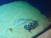 4000 ray show tank 023.JPG