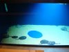 4000 ray show tank 024.JPG