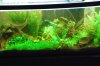 abby and fishroom updates 037.jpg