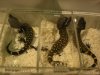 reptile show and more 488.jpg