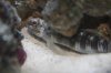 Bullet Goby 015.jpg