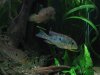 Aquarium 869.jpg Aquarium 869.jpg