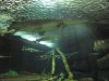 Alligator gar - Dana.JPG