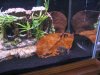 cats chicks fish 025.jpg
