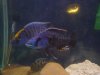 Blue Fish.JPG Blue Fish.JPG