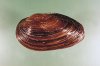 fresh water clam.jpeg