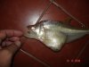 Charax+gibbosus9.jpg