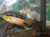 fish7 001.JPG