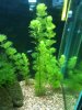 Fish Tank 002.JPG