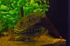 DSC_0696.JPG