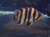 fish 12 026.JPG fish 12 026.JPG