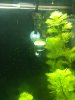 Fish Tank2 012.JPG