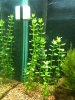 Plants 003.JPG