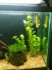 Plants 001.JPG