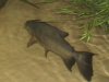 pond and stand 044.jpg pond and stand 044.jpg