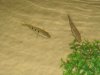 pond and stand 047.jpg pond and stand 047.jpg