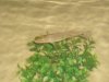 pond and stand 059.jpg pond and stand 059.jpg