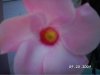Flower.jpg