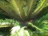 Pine2.jpg